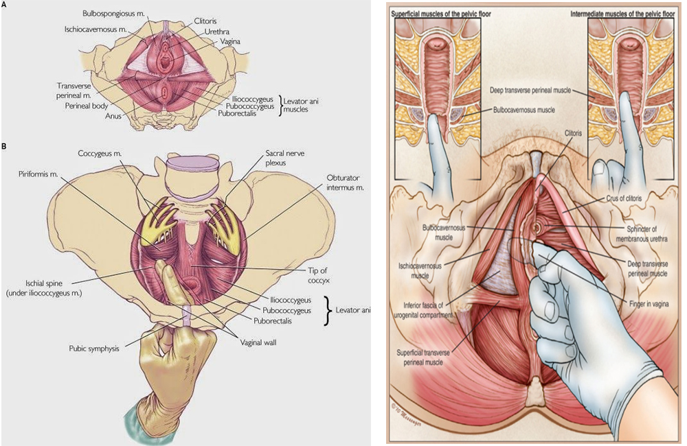 Illustrasjon av innsiden av vulva-fysioterapi