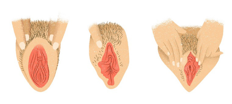 Vulva anatomi kjønnslepper
