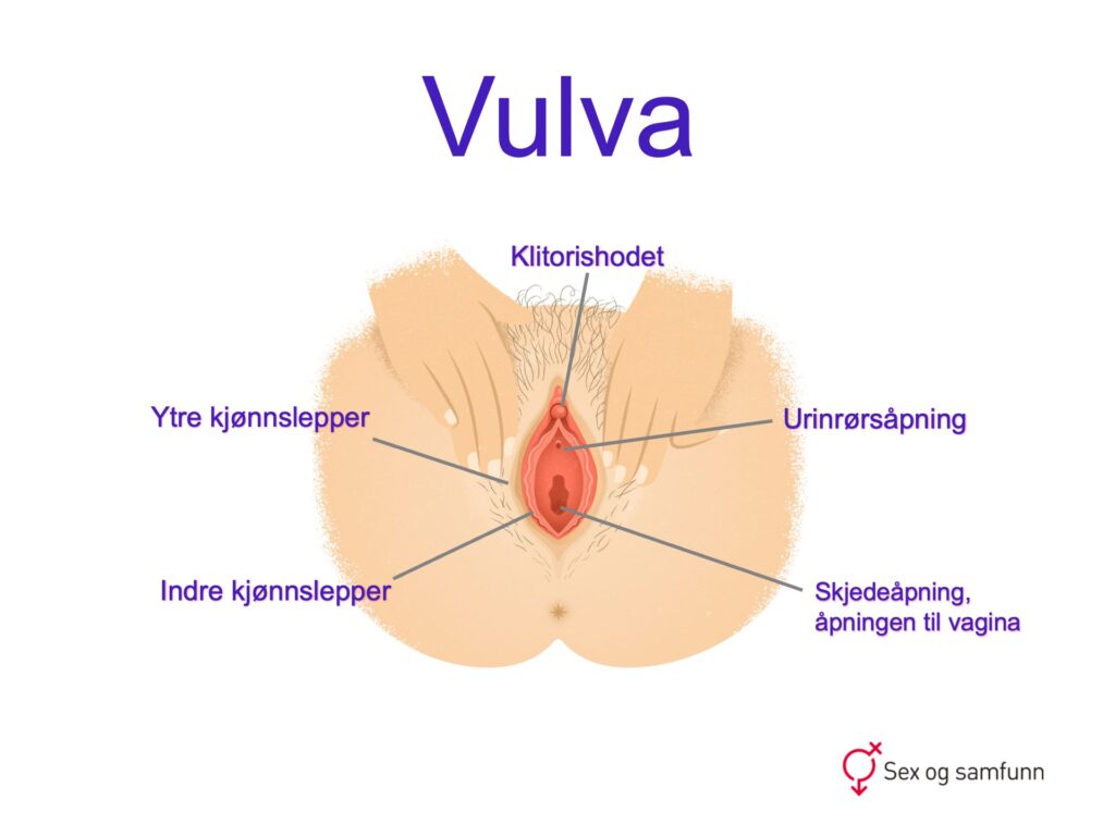 Vulva og dens anatomi og oversikt som viser hvordan en vulva ser ut